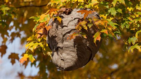 when is the best time to spray a wasp nest